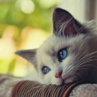 Avatar của Liễu Thùy My tại 8day